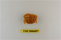 藏品(圓額尖指蟹)的圖片